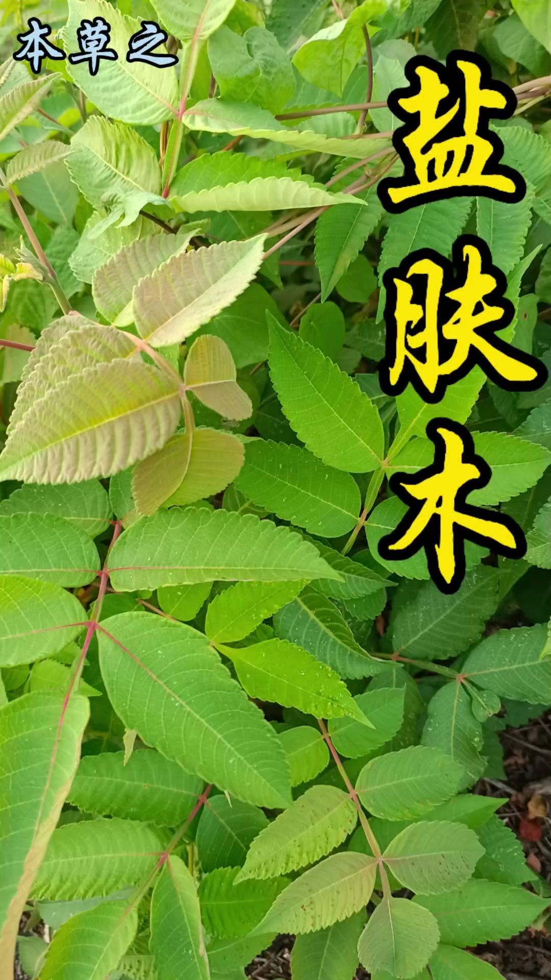 叶子长疙瘩的盐肤木，竟有这么多厉害之处！🌿
这种叶子上长“疙瘩”的植物叫盐肤木