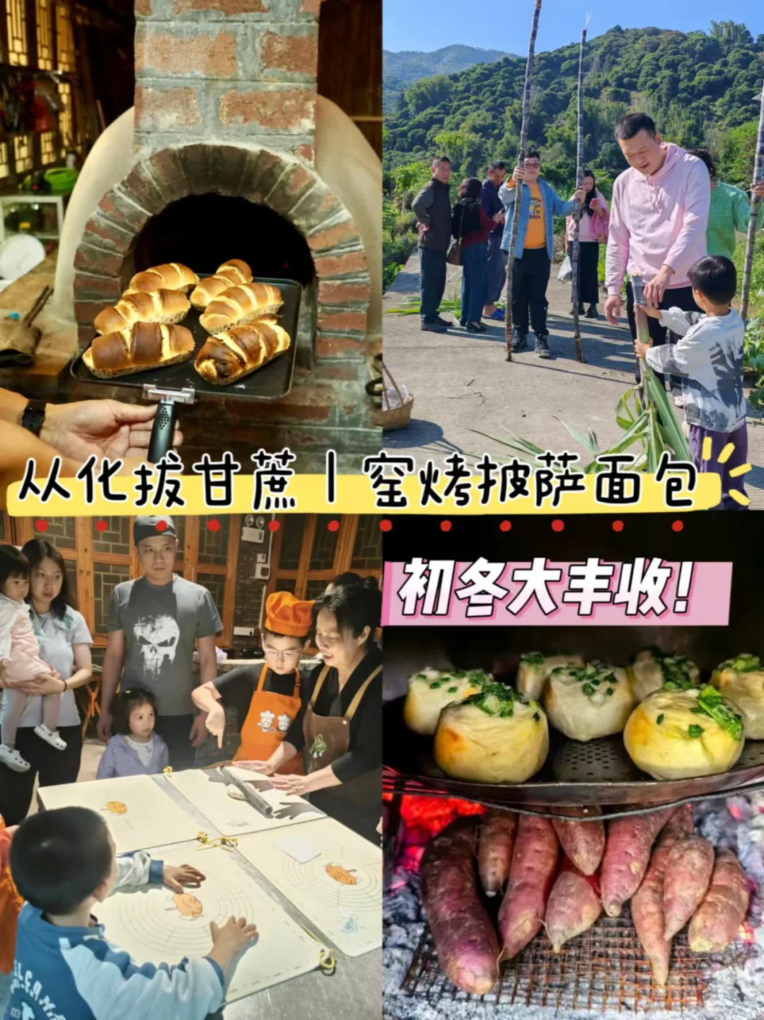 初冬大丰收！从化拔甘蔗｜窑烤披萨面包