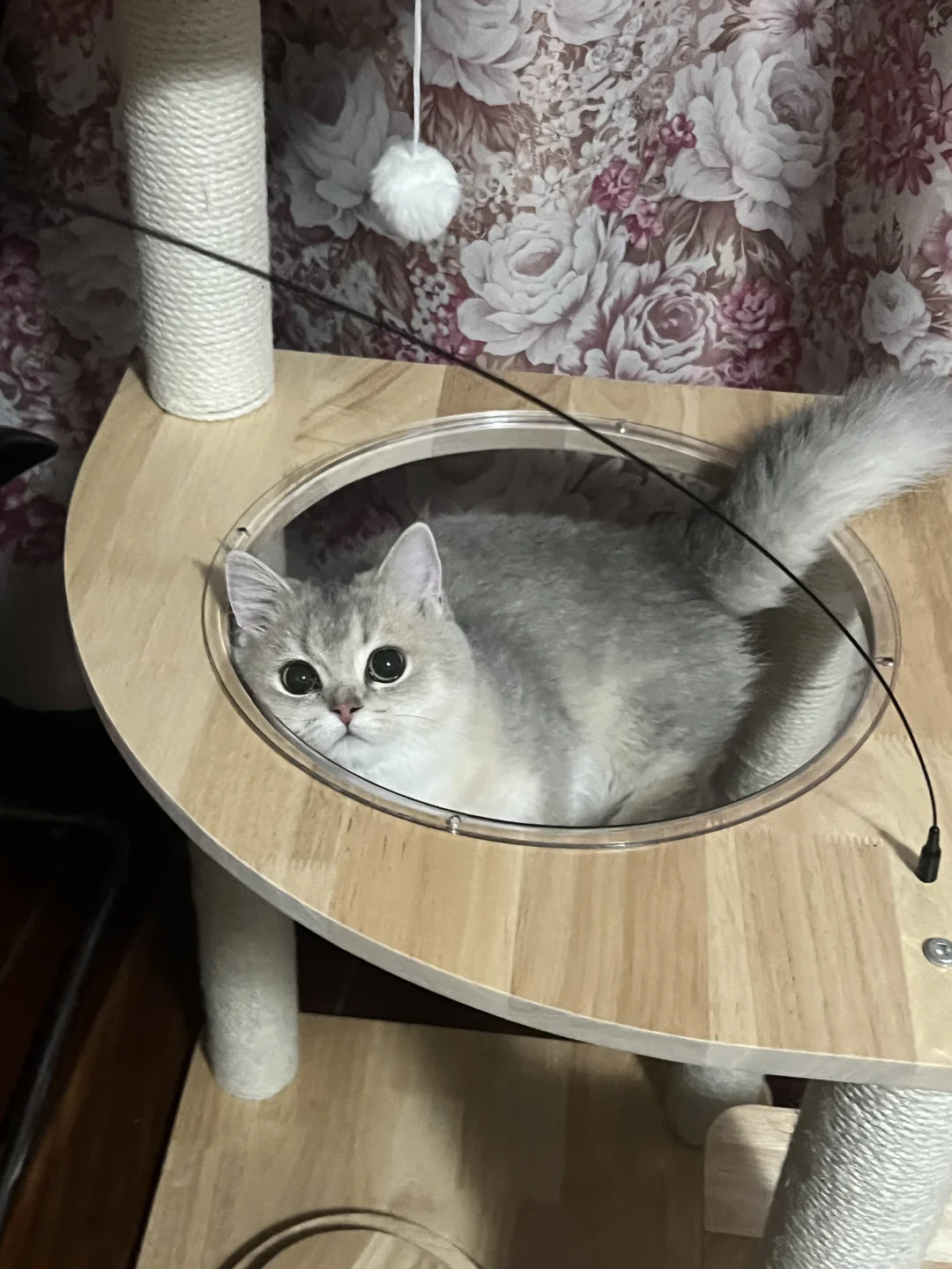 一点也不亲人的小猫