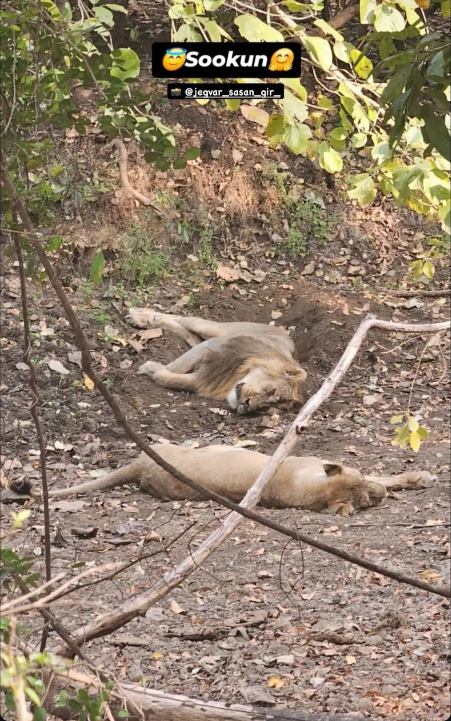 吉尔公园静谧的早晨一对小情侣睡觉😪。