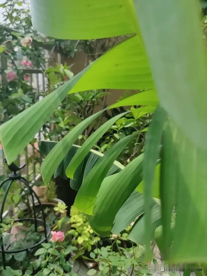 风雨之后的芭蕉叶，是破碎的倔强，也是旺盛的生长。人啊，渺小，而人生宏大又悲壮。