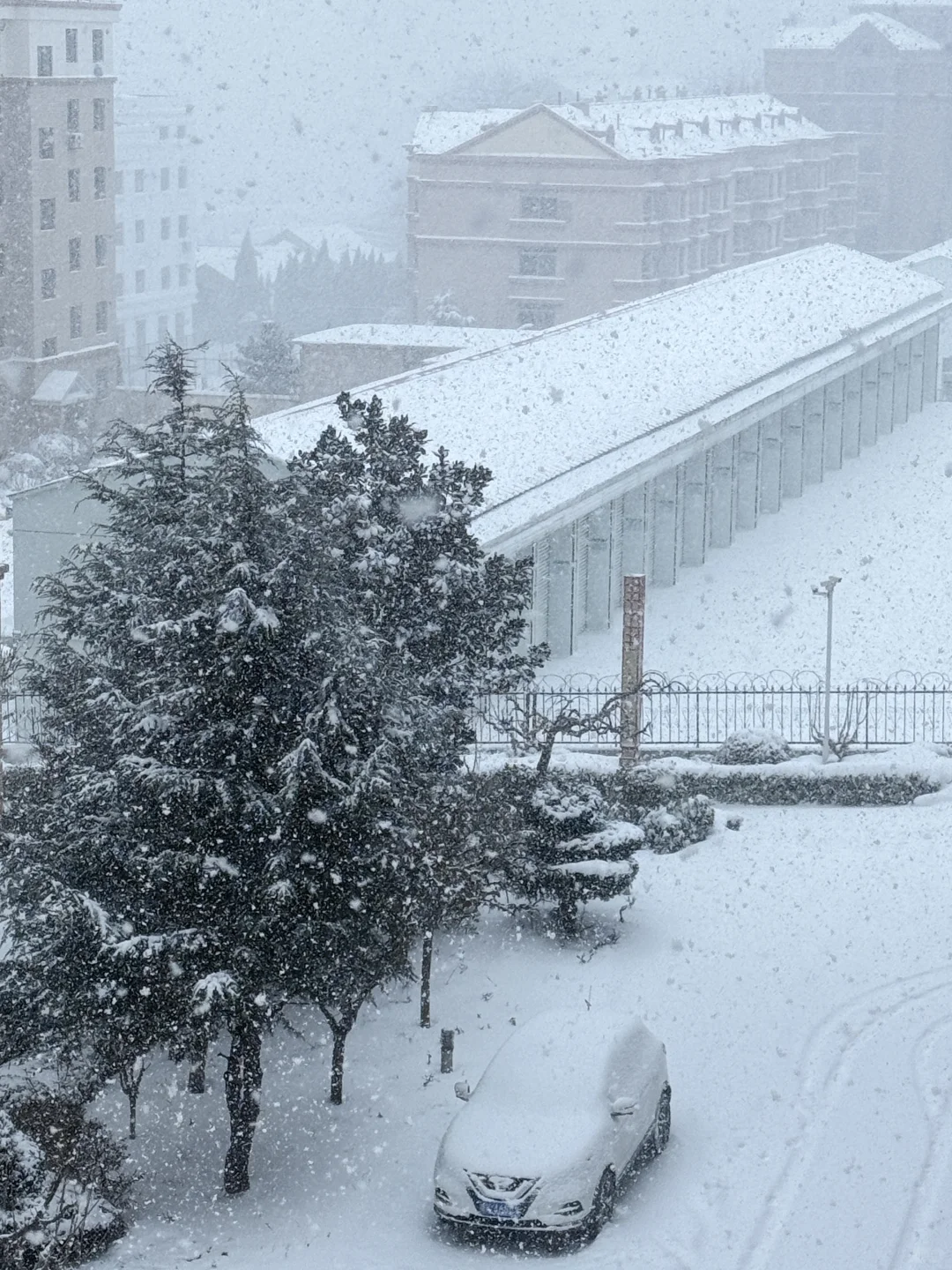 🐱肥家润 瑞❄️兆丰年 新年快乐呀