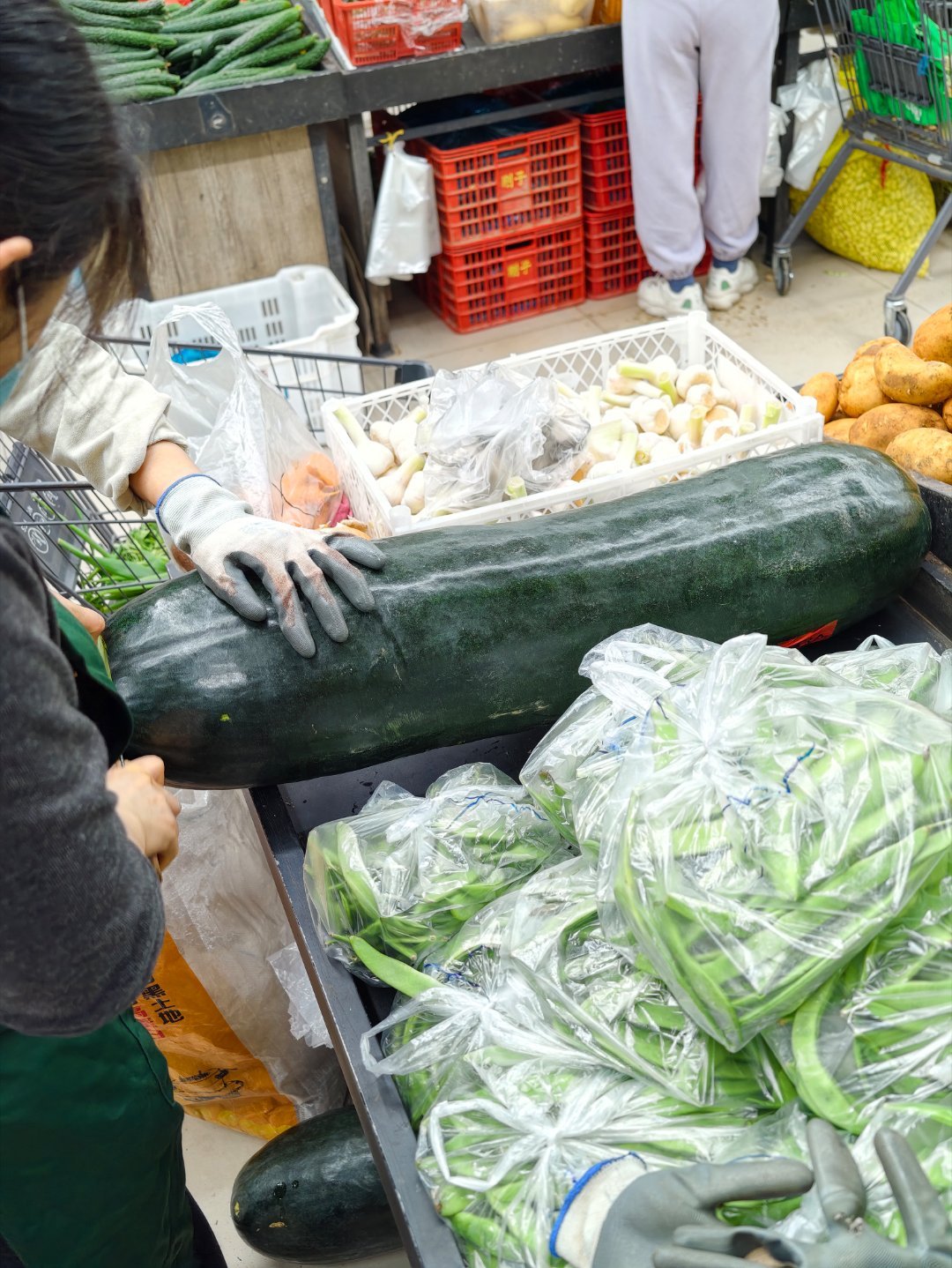 人们是怎么把冬瓜培育到这么大的