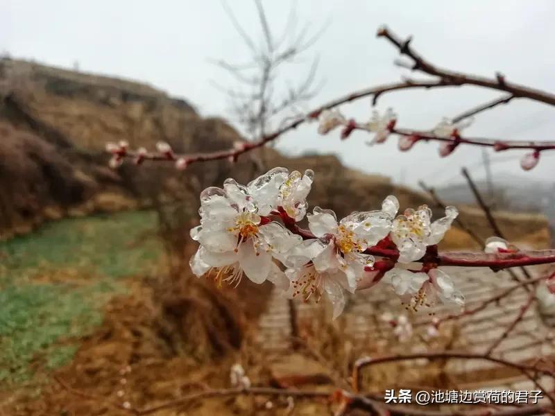看到“立春春立桃花盛”这个上联，我第一反应是“雨水水盈柳色新”，感觉还挺搭的。立