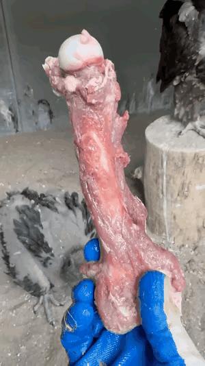 胡兀鹫消化骨头超轻松！胃酸pH值低到1左右，24小时就能把整根长骨完全分解，幼鸟