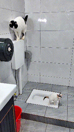 注意看！这对猫母子绝对是厕所界的“模范搭档”！小奶猫蹲在蹲便坑上拉粑粑，猫妈妈就