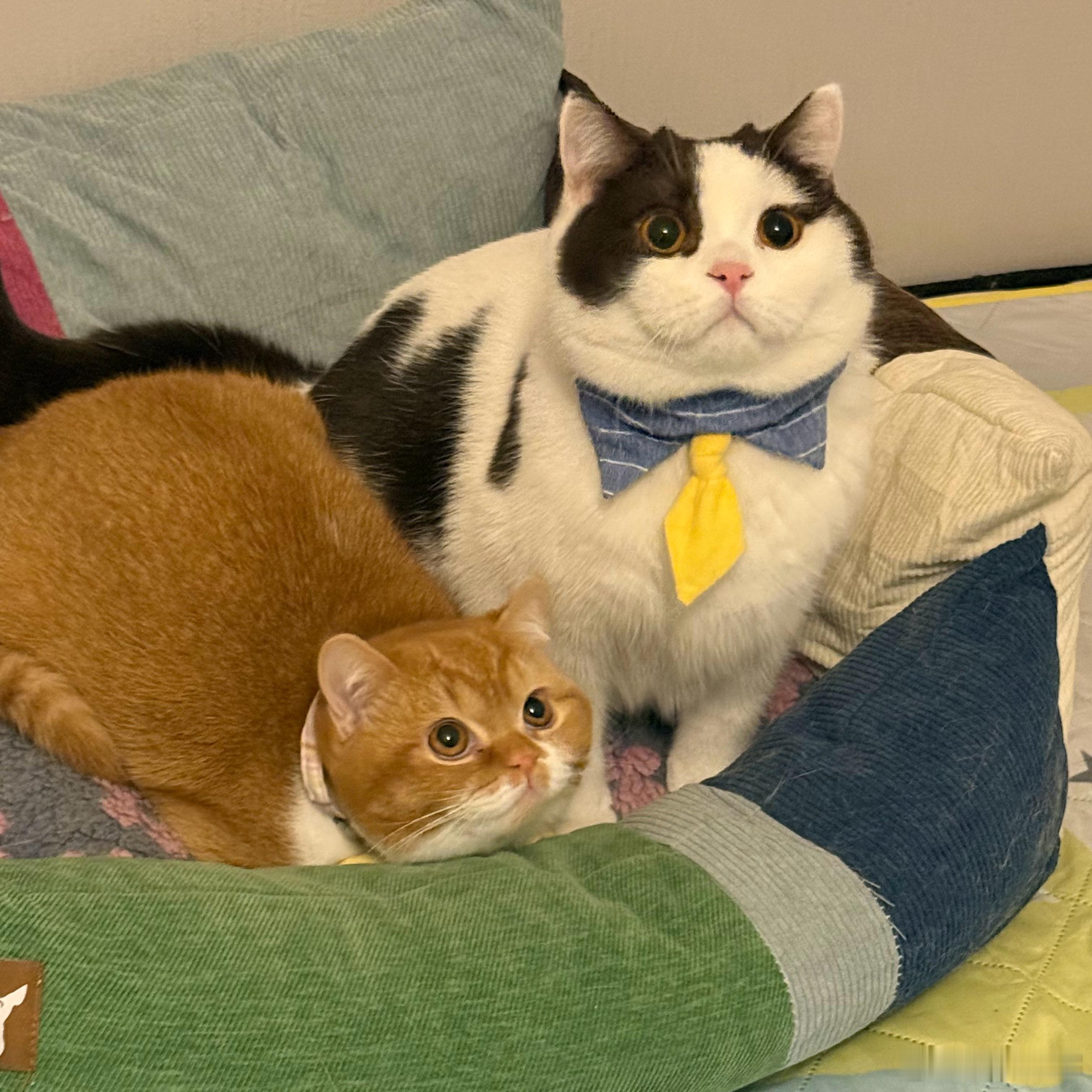 新的一年，祝大家新年快乐～万事顺利呀～给大家发几个🧧鸭888*2 、520*3