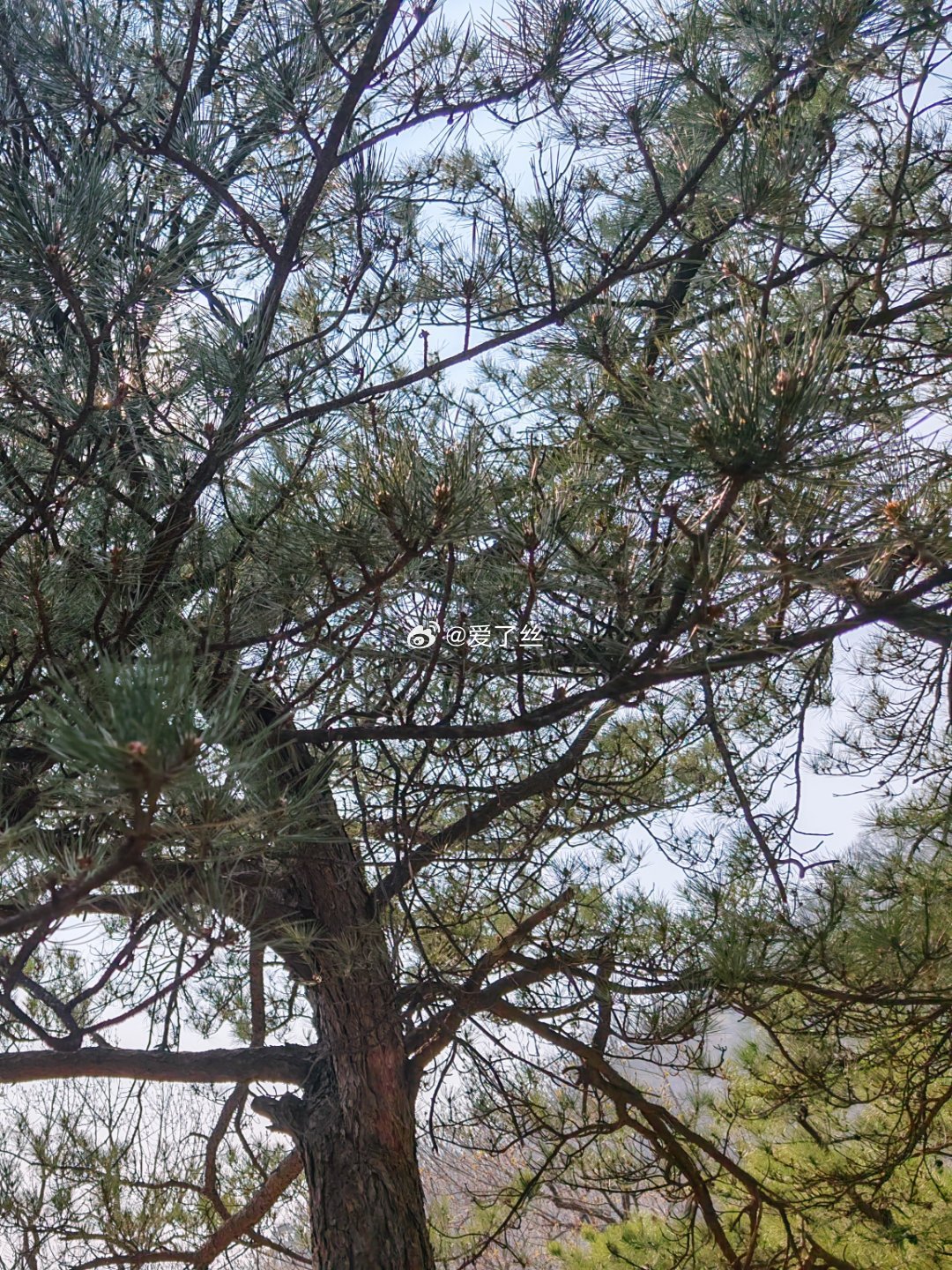 随手拍日常分享穿搭清明 漫山遍野的绿色预示着春天真的开始了，暖和喽可以穿裙子哩~