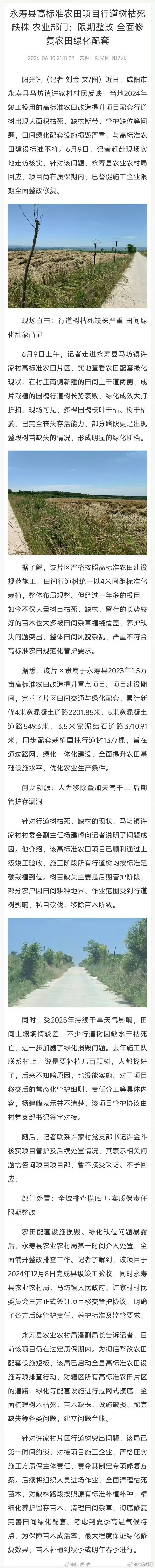 【陕西永寿县高标准农田项目行道树枯死缺株 农业部门：限期整改 全面修复农田绿化配