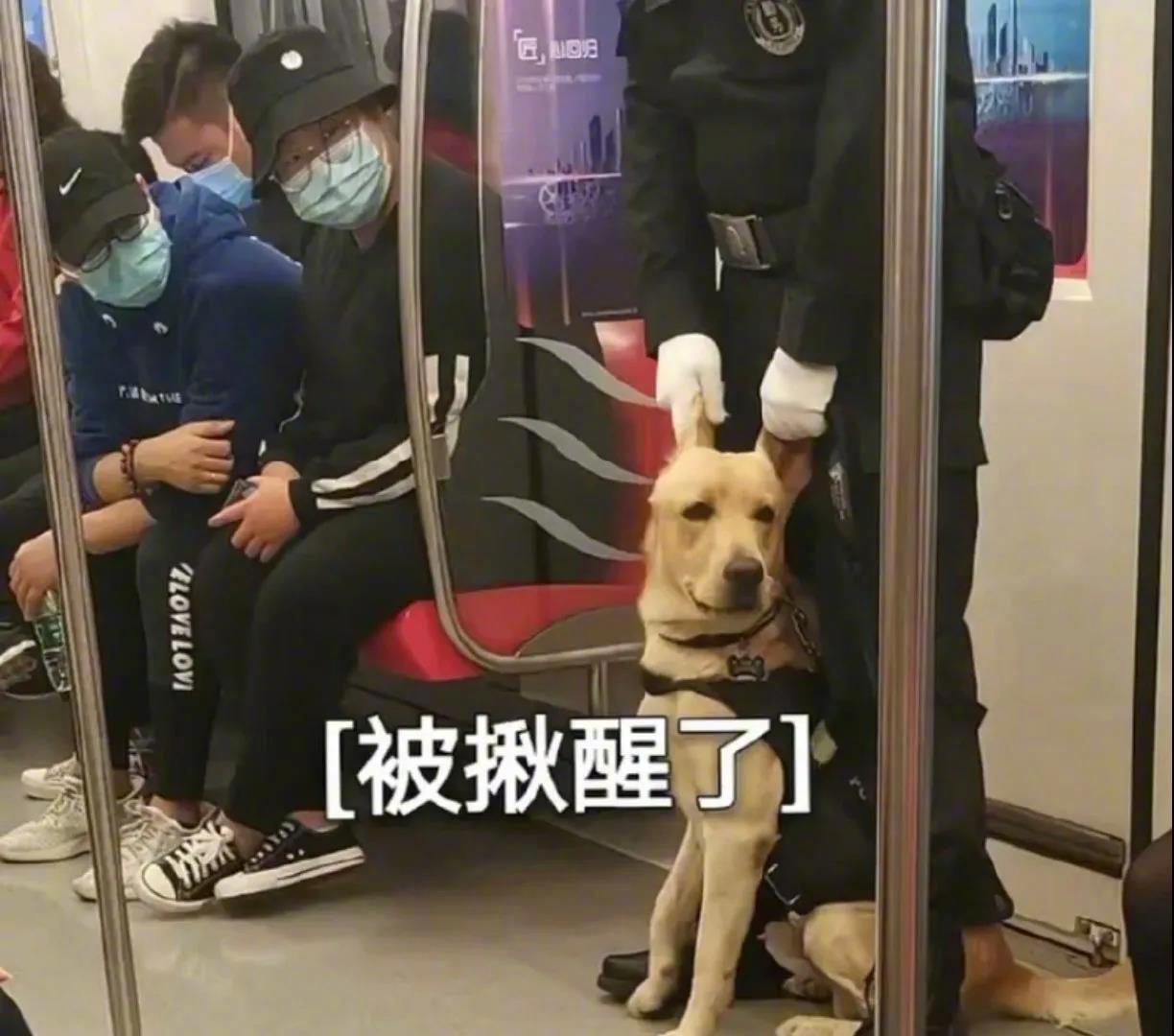 哈哈在地铁上看到警犬偷懒睡觉，结果被揪醒了！