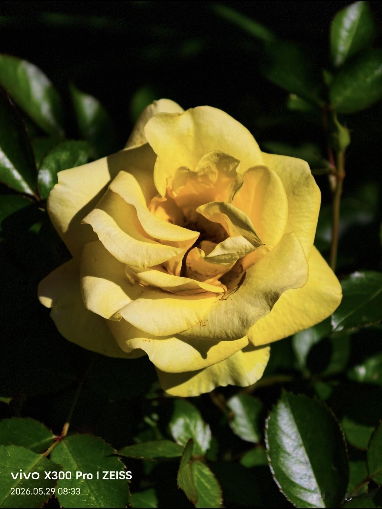 【原创\图文】
一朵淡黄的月季花，像把夏天的晨光都揉进了花瓣里。
分享一张随手拍
