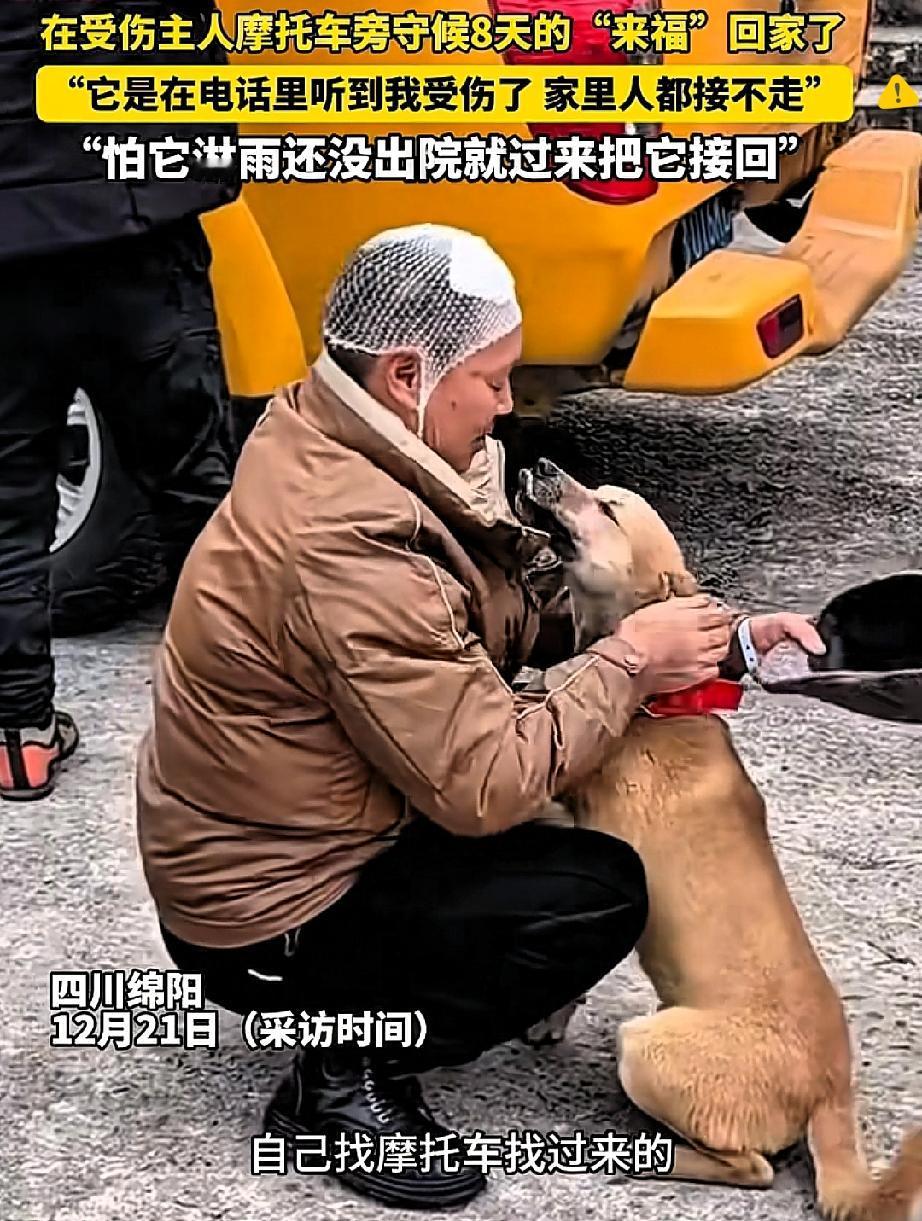 这只狗狗的等待，才是最纯粹的“双向奔赴”！

主人车祸住院，它竟循着踪迹找到主人