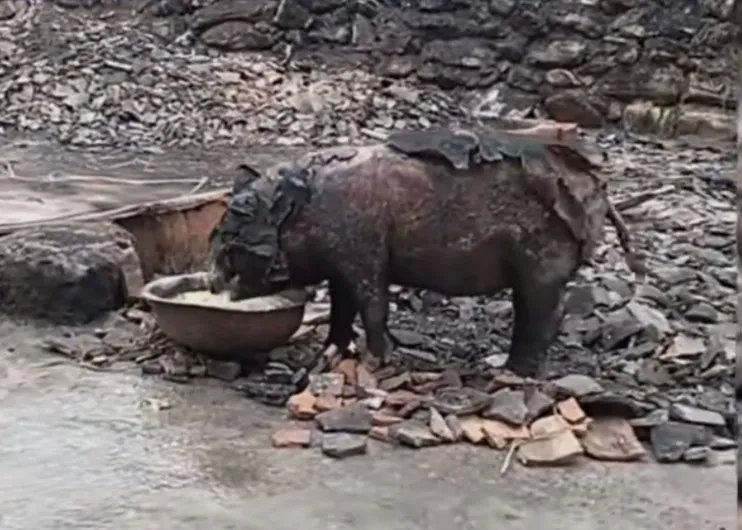 近日，网络视频报出铜仁一居民家中失火烧毁了猪圈，一头被烧的皮开肉绽猪不仅逃了出来