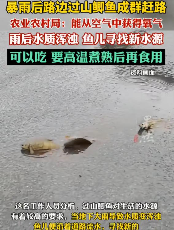 解释不清了！大皖新闻5月17日报道，广西防城港，男子雨后回家，突然在路上发现一排