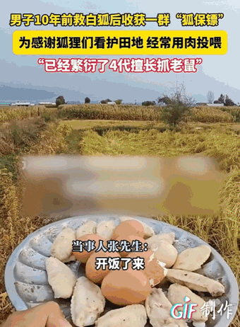 “太有灵性了！”黑龙江哈尔滨，男子10年前救下一对白狐。从那之后，狐狸们竟然整天