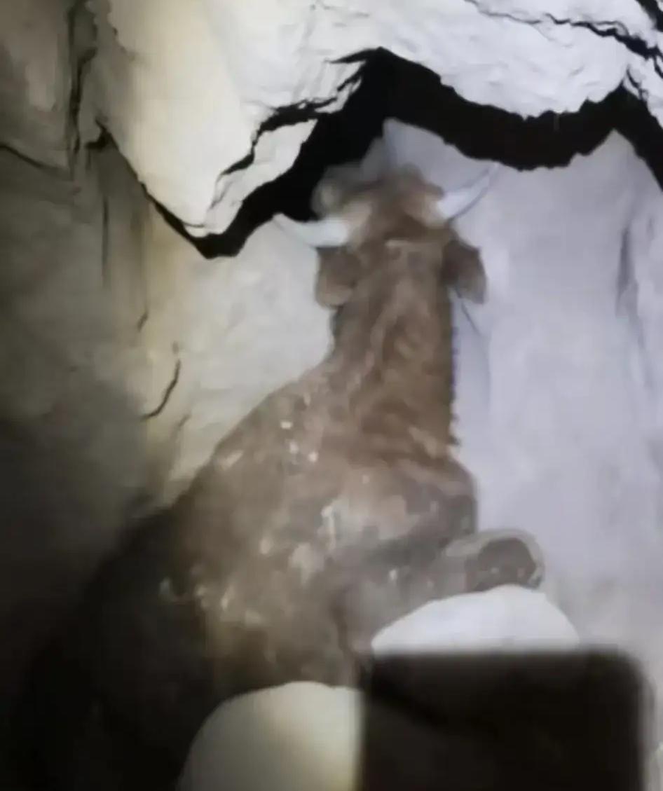 陕西榆林黄土高坡上，一头黄牛的遭遇看完让人直叹气！好好吃着草的它，竟一脚踩空掉进