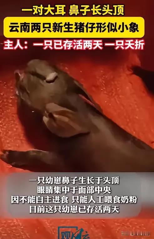 奇葩事情年年有，只有今年特别多。
牛生麟，猪生象，驴马下崽骡子降。
猪生象你见过