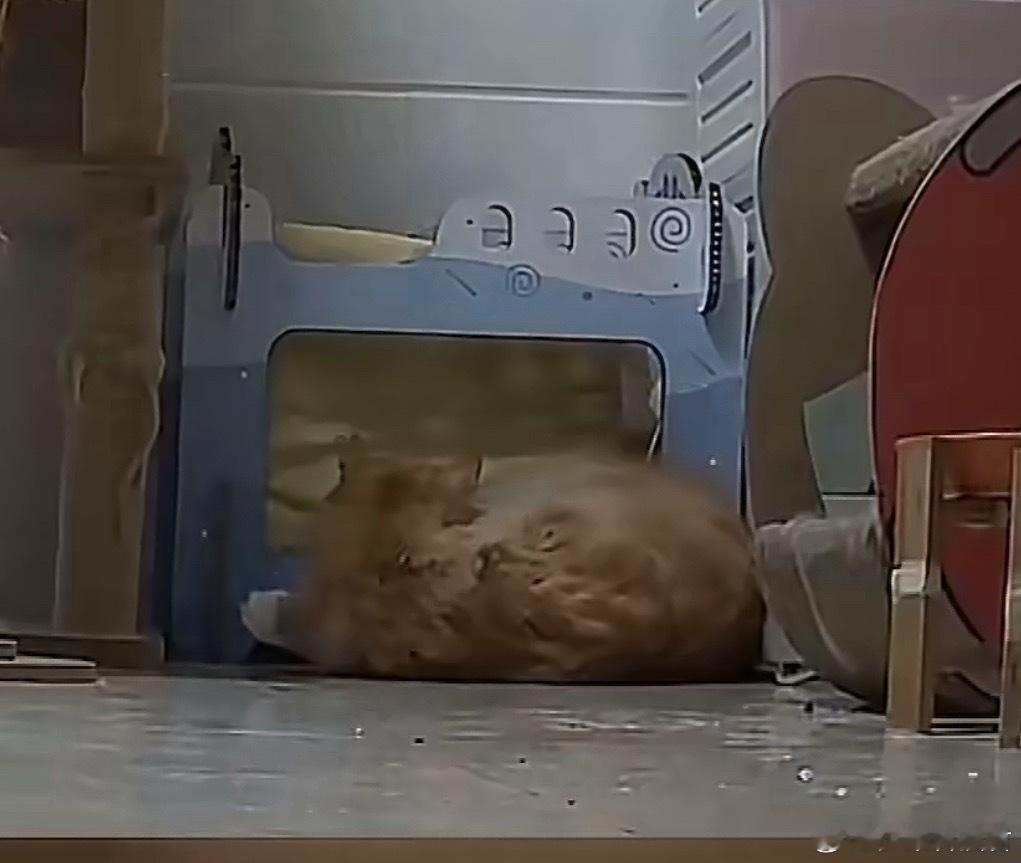 15斤的小猫把床压塌了床：好大一「辆」猫，但我不是停猫场，下去吧你🐱 