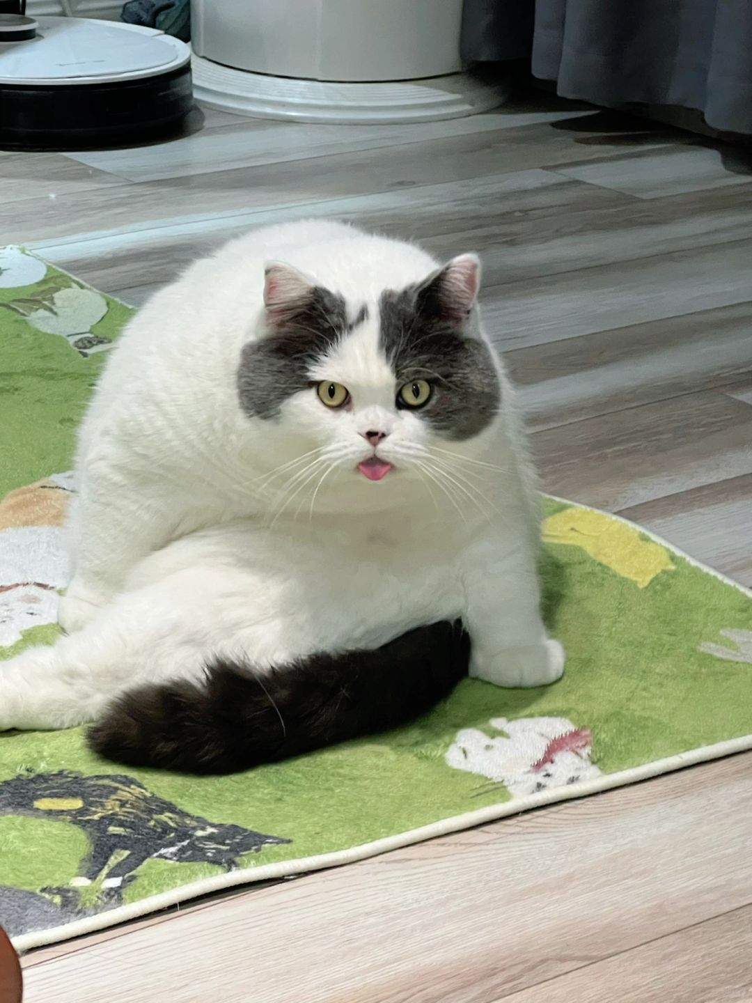 6岁16斤的猪猫来帮新手养猫选猫粮了