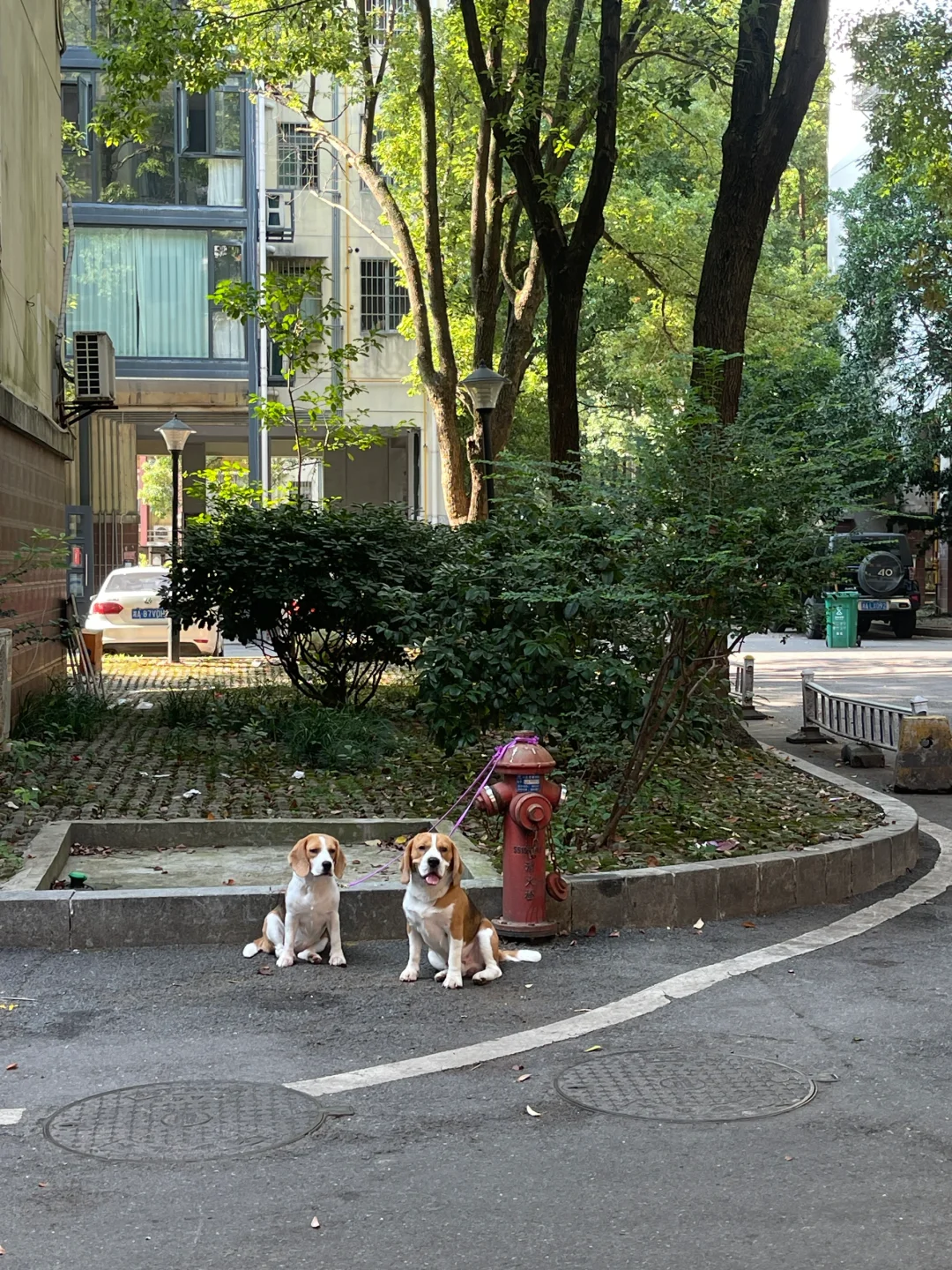 麻麻又把两只比师傅栓消防栓上