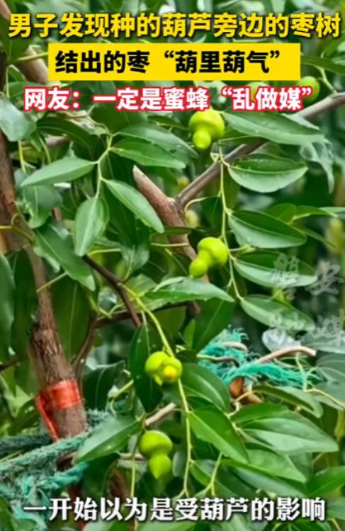 “解释不清了！”山东，一男子把葫芦种在了枣树的旁边，没想到，枣树结出的枣子竟“葫
