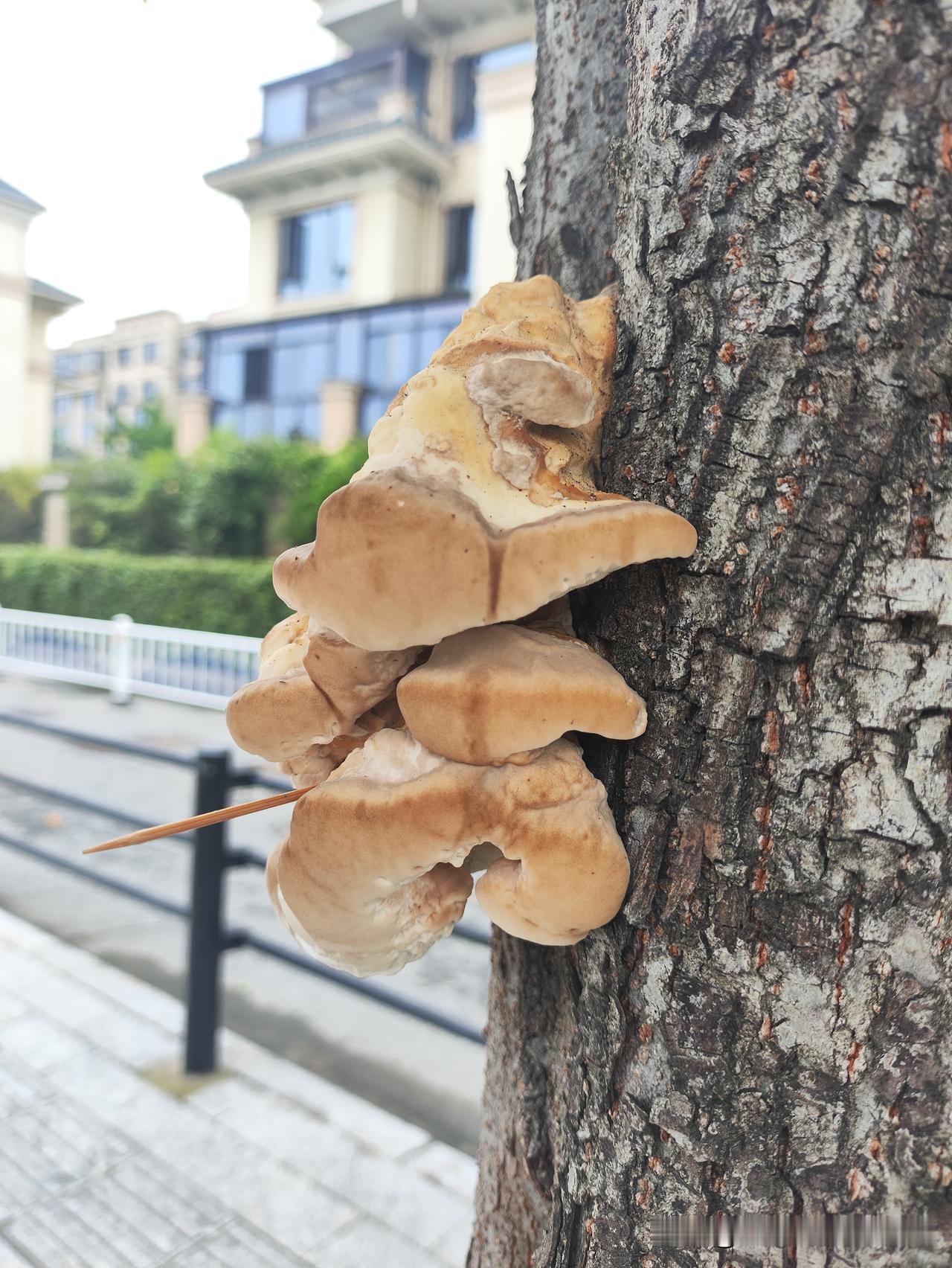 这什么玩意
树上的