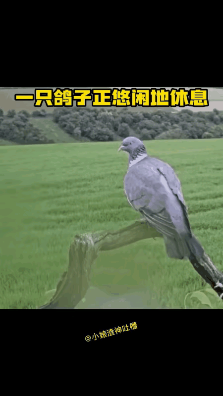 有朋自远方来，来者不善。

一只鸽子站在葡萄架上，一边悠闲地休息，一边欣赏着眼前