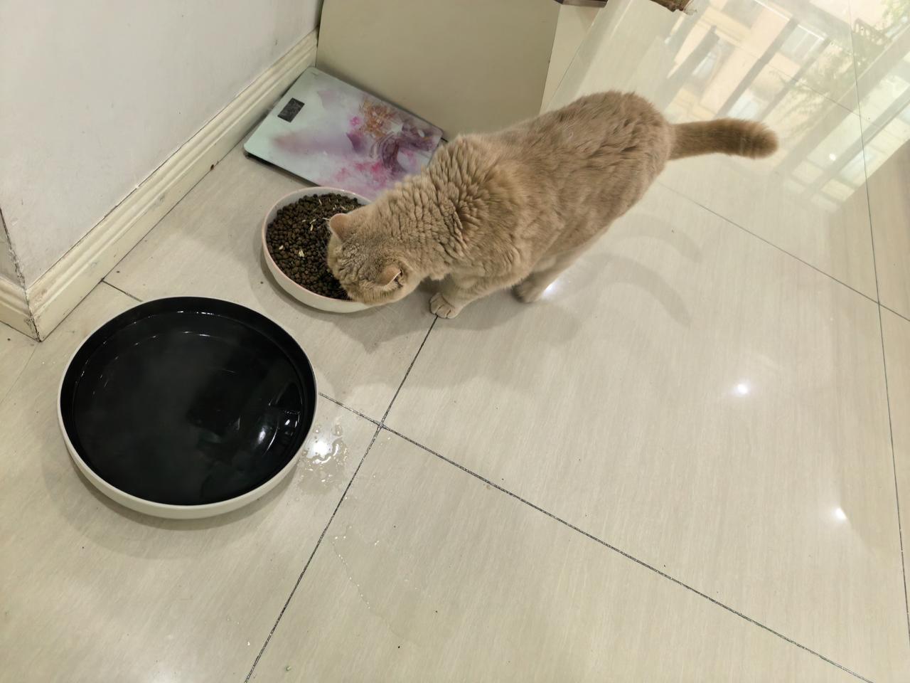 食刚刚投喂，迫不及待的样子，理也不理我了[星星眼]