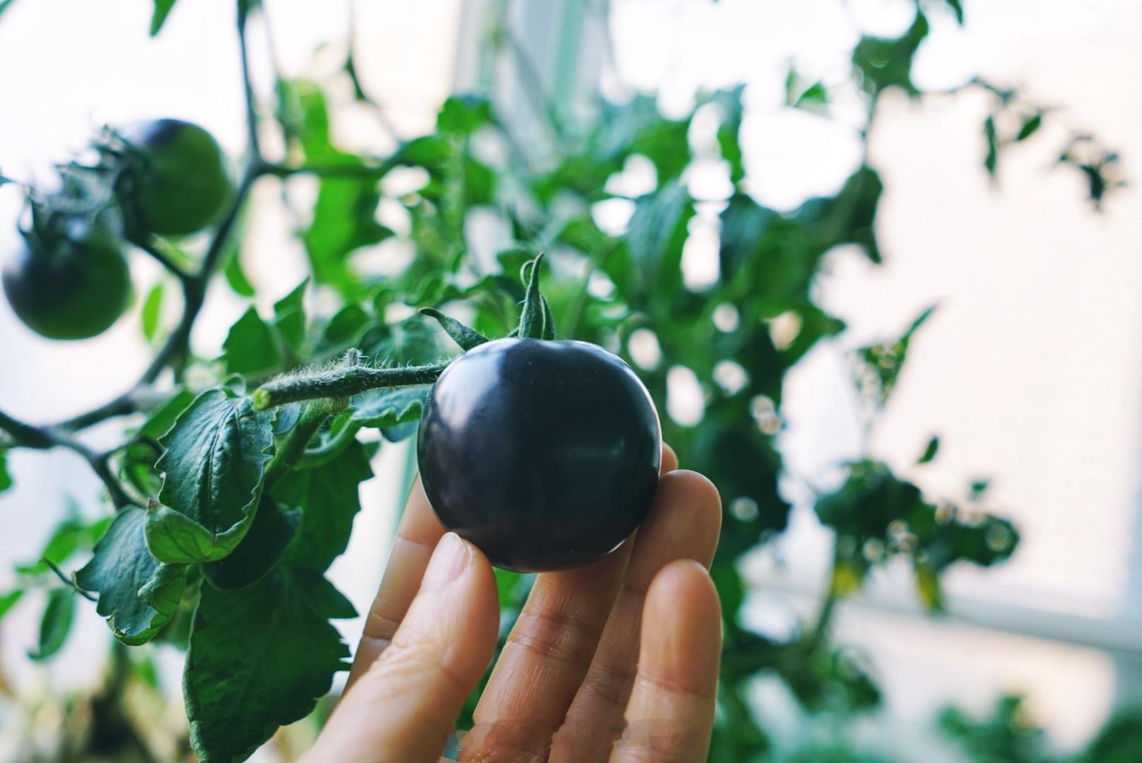 腊月也能收获的番茄🍅 阳台种菜  种植日记  阳台花园[超话]  