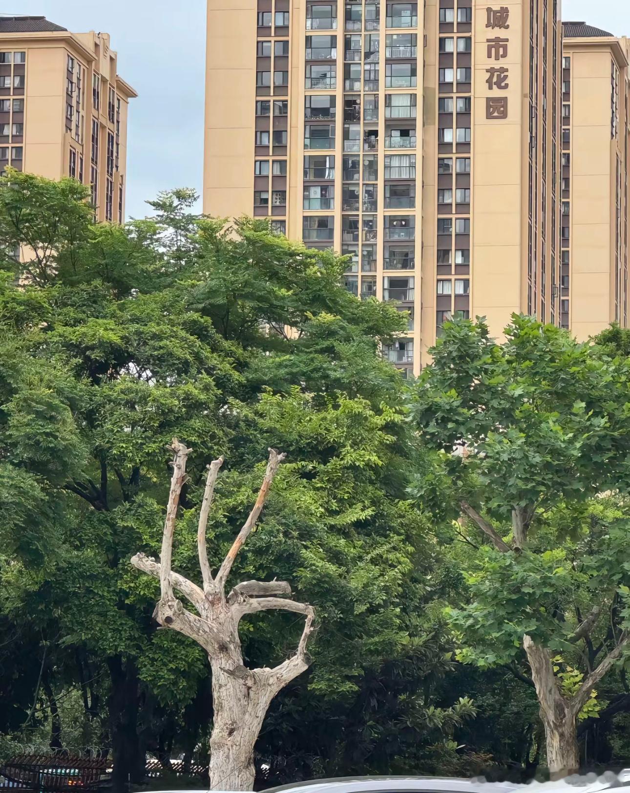 好优雅的样子 ​​​