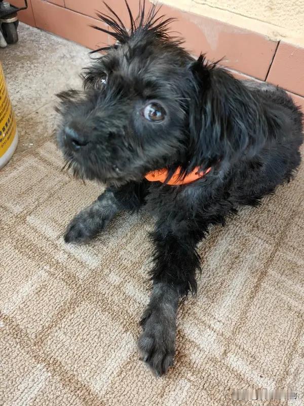 狗狗驱虫分内外驱，驱的虫可不少。内驱主要针对线虫类，像蛔虫、钩虫、鞭虫、心丝虫和