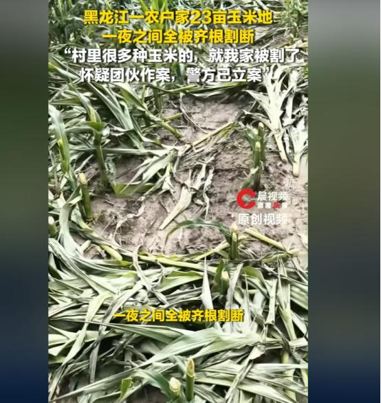7月14号，黑龙江一个农户家出了件事，23亩玉米地，一夜之间全让人给齐根割断了。