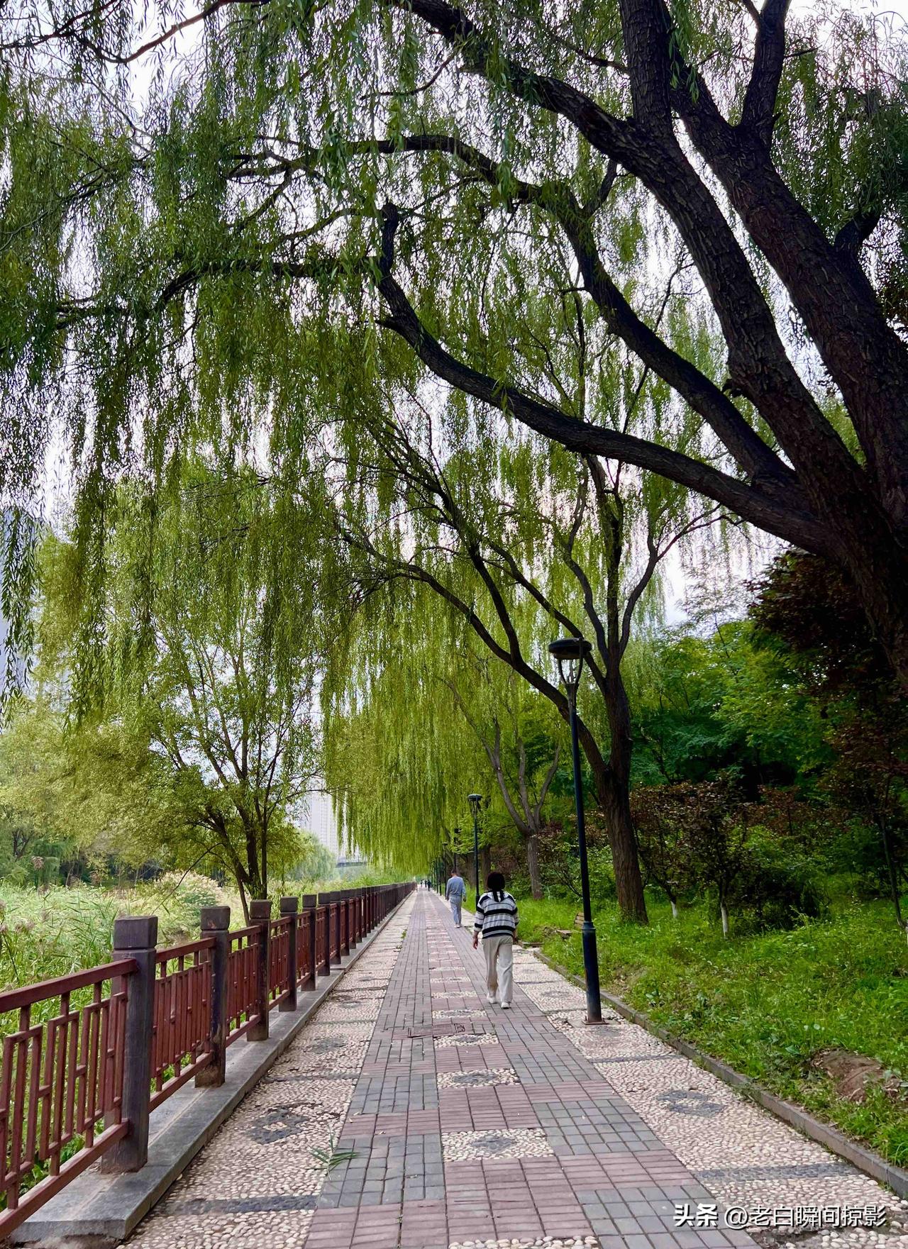 秋叶尚未枯落，岁月依旧向阳

时至仲秋光景，清风拂面而来，秋意清爽宜人，满目秋色
