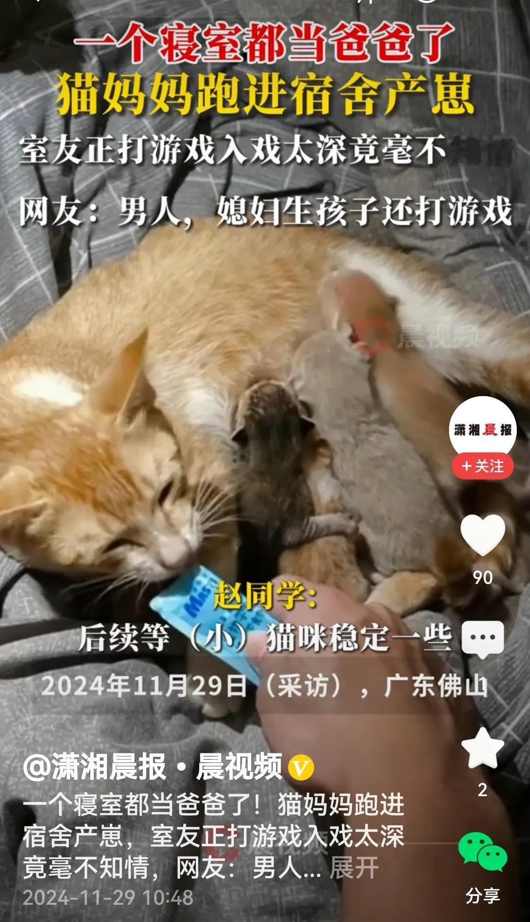 室友毫不知情
还真是，猫妈妈一不事先知会一声，二不提前打招呼，不由分说跑到男生宿