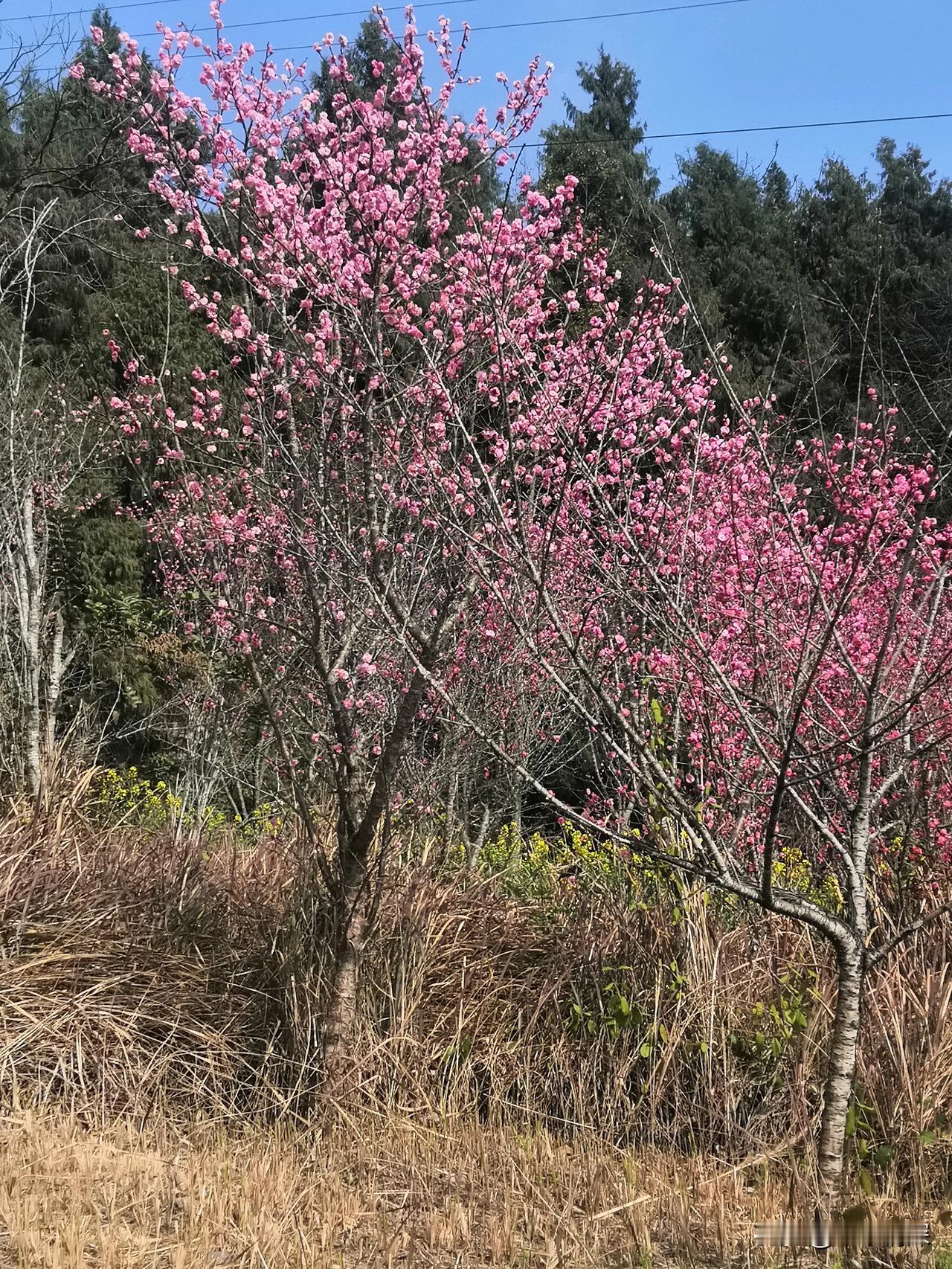 桃花是什么季节开的在那桃花盛开的时候，现在的是腊梅花，桃花谷的开幕式还要等待桃花