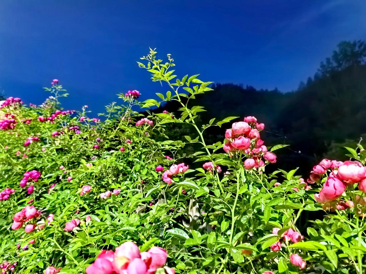 一路山色，随手拍一张风景照