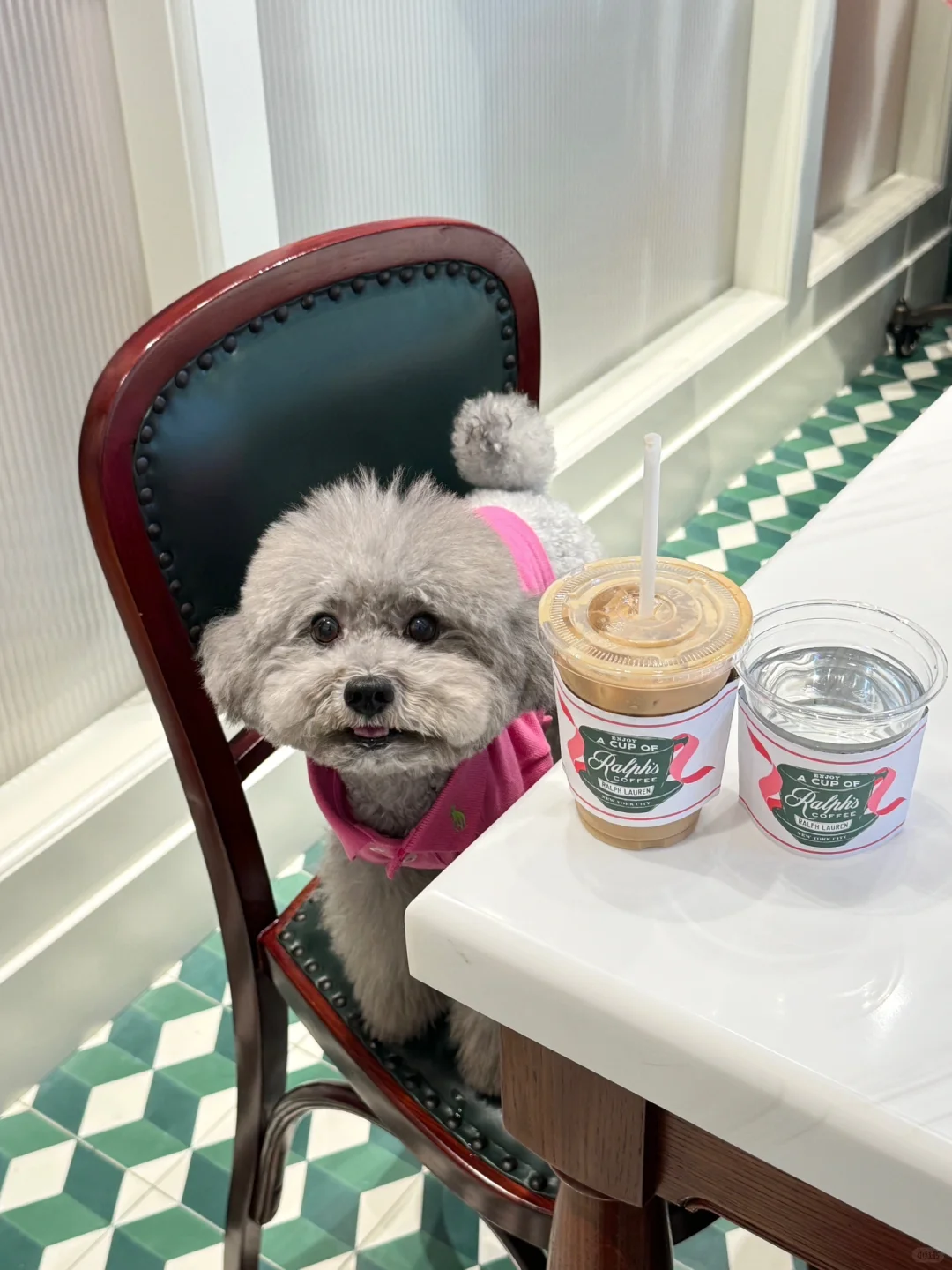 拉夫劳伦小狗下午茶☕️