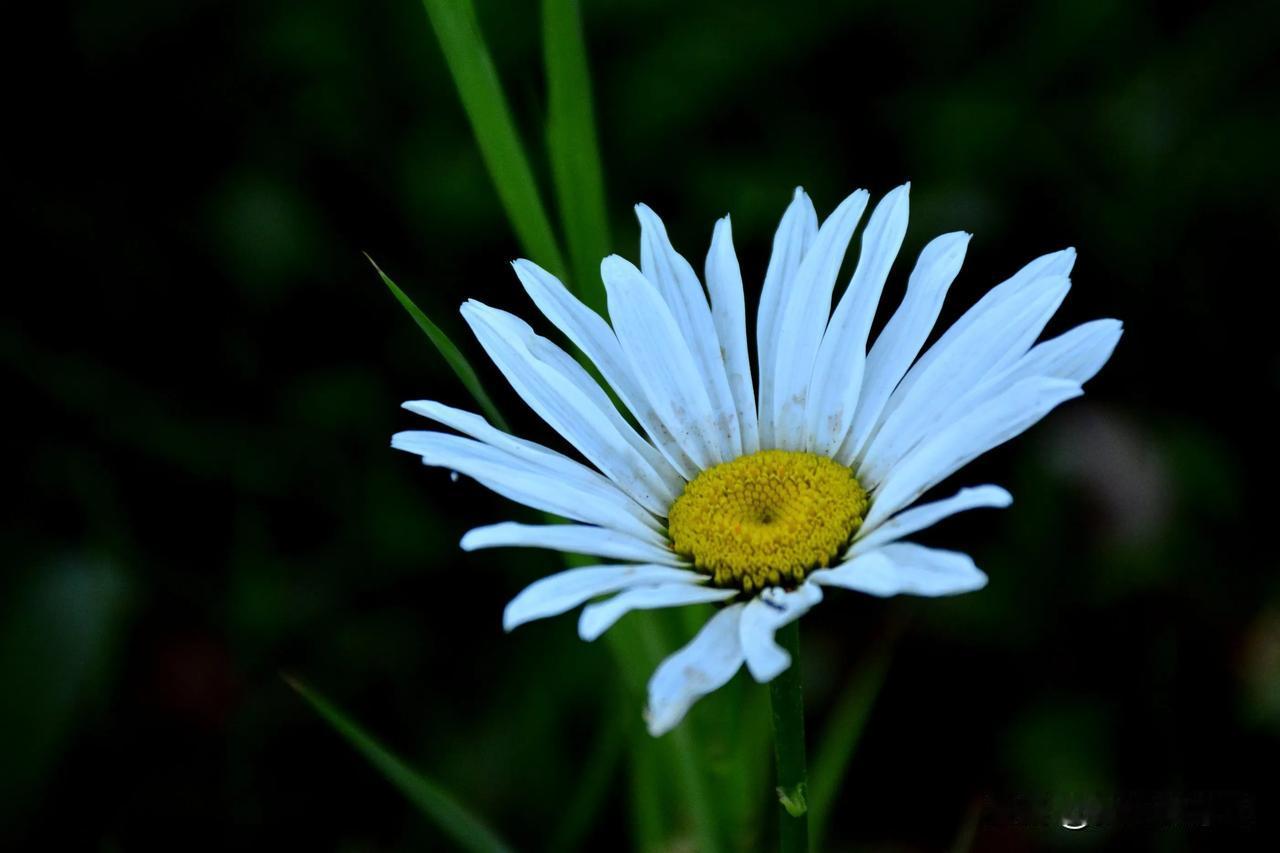 路边随拍
#秋日生活打卡季##随手拍秋季菊花#