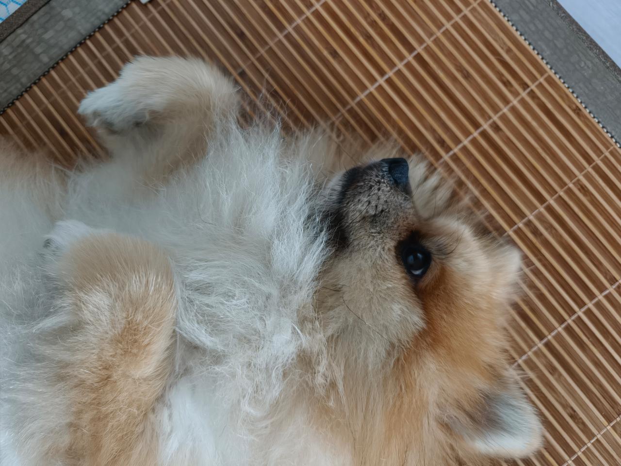 【坏狗狗】不让上床就一直扒拉又疯狂大叫还我午睡时间 