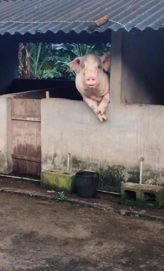 《杀年猪是有讲究的》
肥胖身材惹人爱，
猪乃“六畜”之一。
猪马牛羊鸡和狗，
位