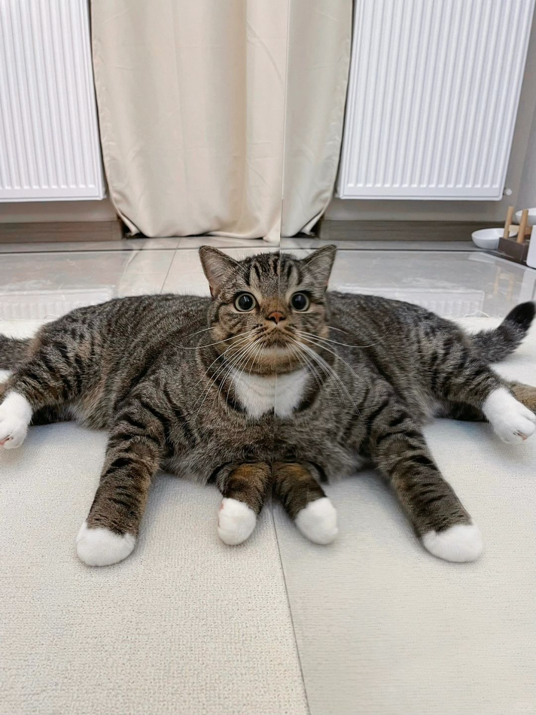 拍到了猫生最炸裂的照片！（进来交换猫猫图）