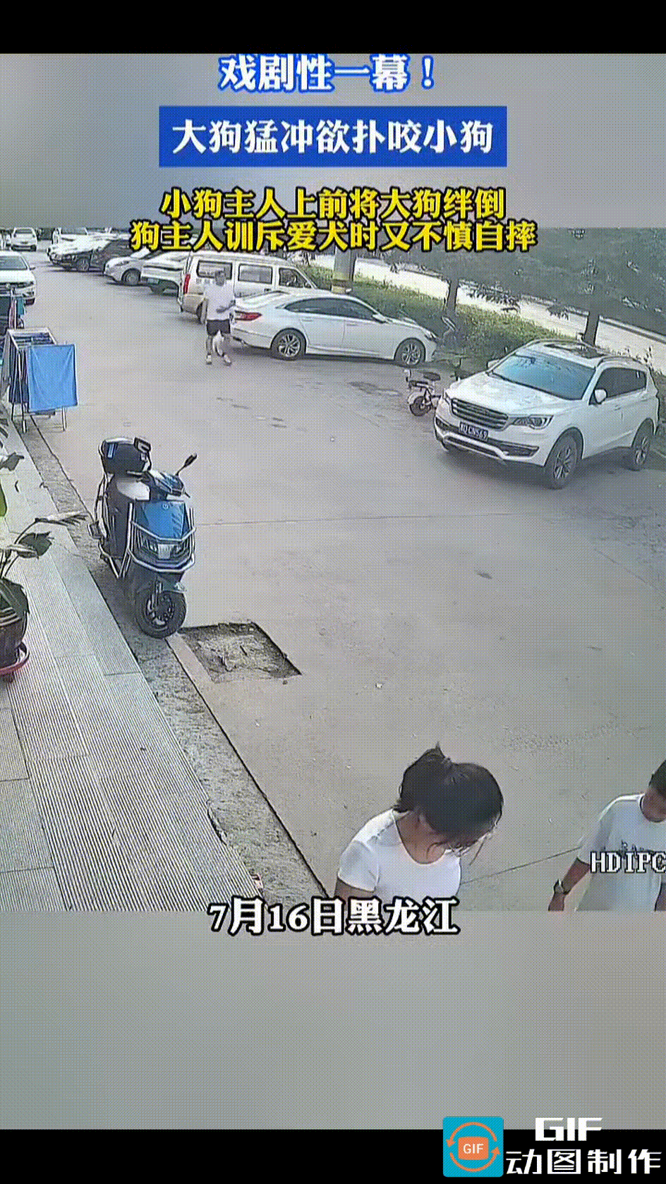 两个狗主人外出遛狗都没拴绳，大狗一见小狗，兴奋得如脱缰野马，四蹄腾空直冲过去。