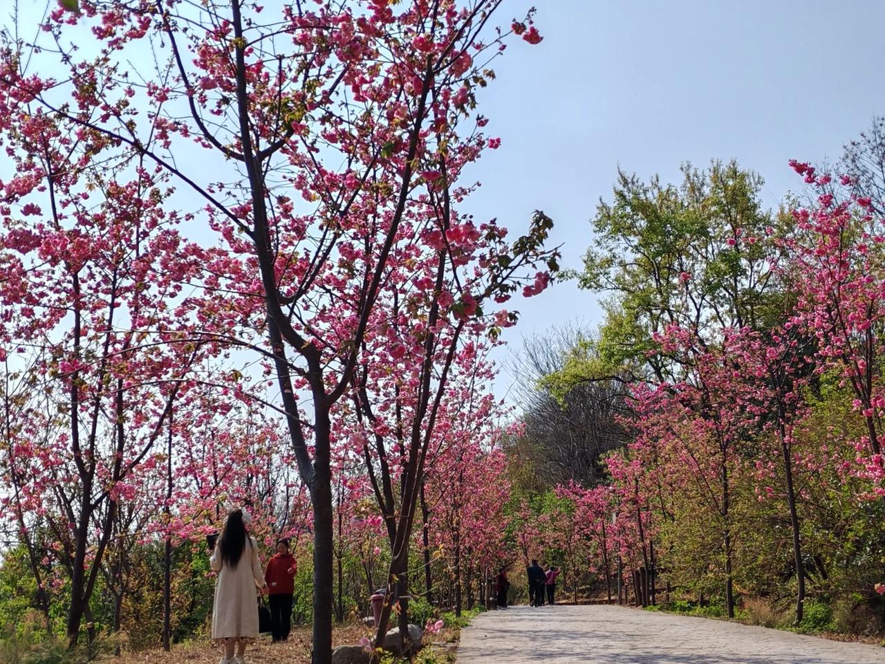 樱花盛开，漫步花海，享受春日美好时光。
女神节快乐，今年十九，明年十八！
再游邛