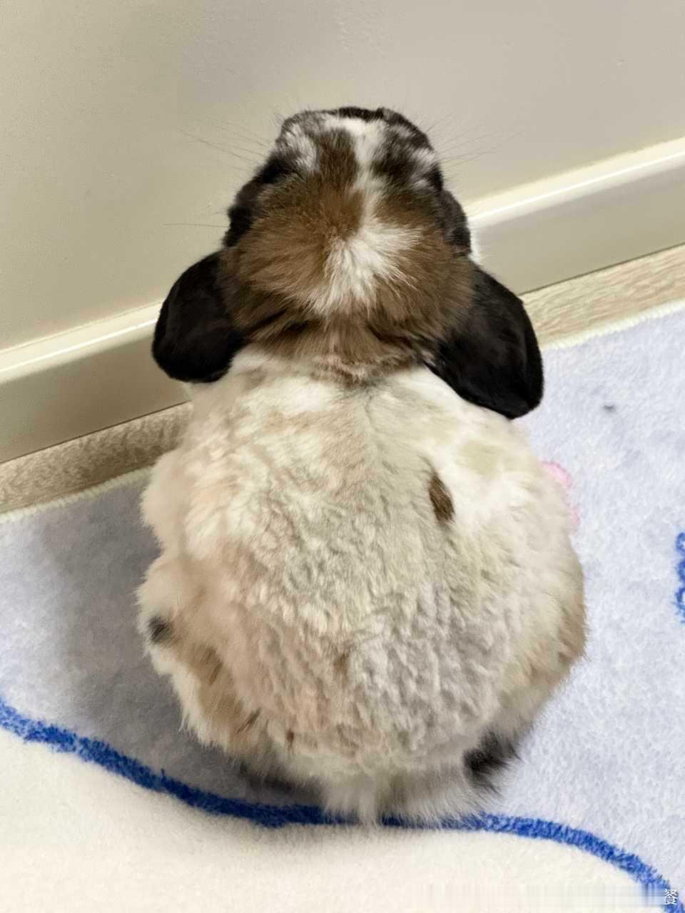 14531🐇【投稿】第五位面壁者… 