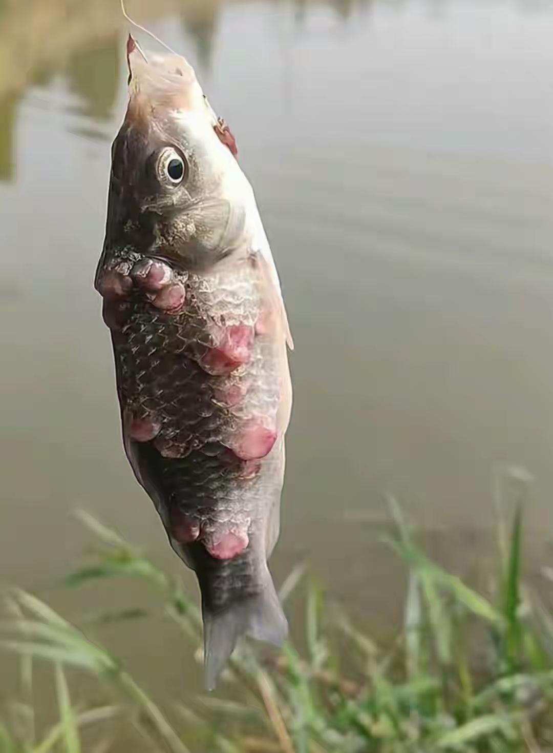 身上长花的鱼你见过吗
一网友就去钓鱼，就钓上这么一条怪鱼，一提杆就觉得不对，跟以