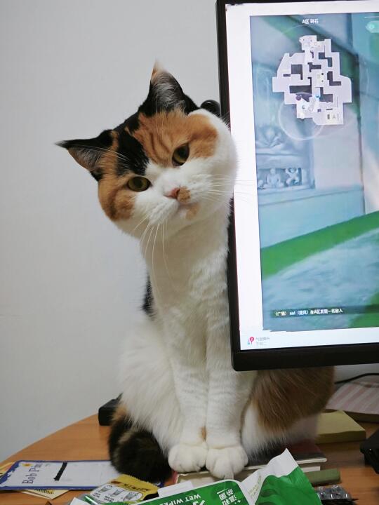 人，你再打游戏试试呢，小猫我饿了！！