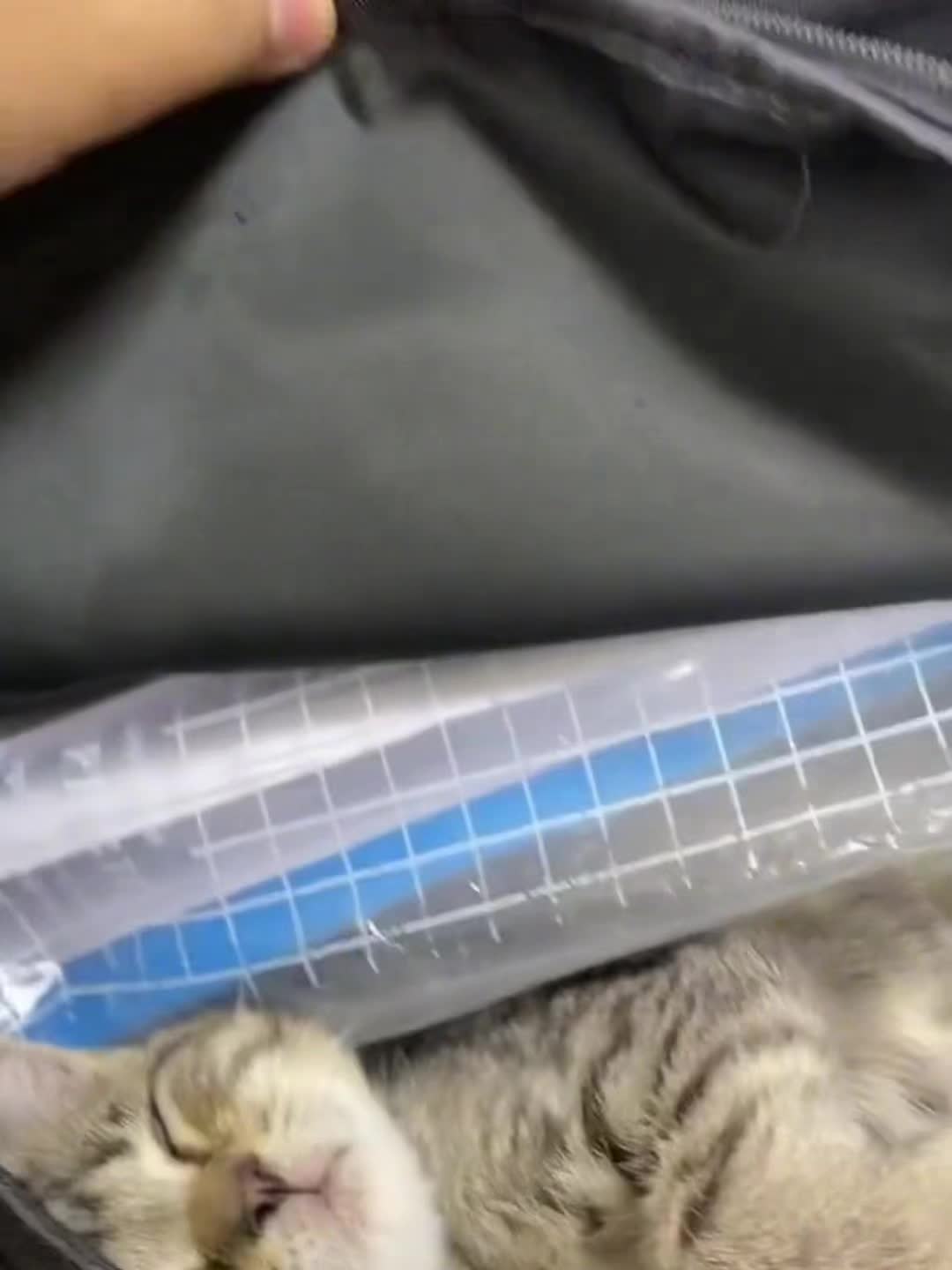 家里人一大早发现猫不见了
