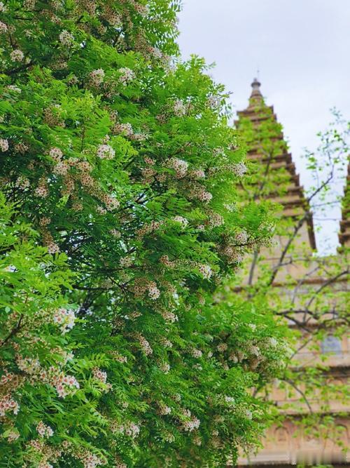 近日，五塔寺文冠果花迎来盛花期，一树白、绿、绯、紫四色渐变，如“文官花”串垂挂枝