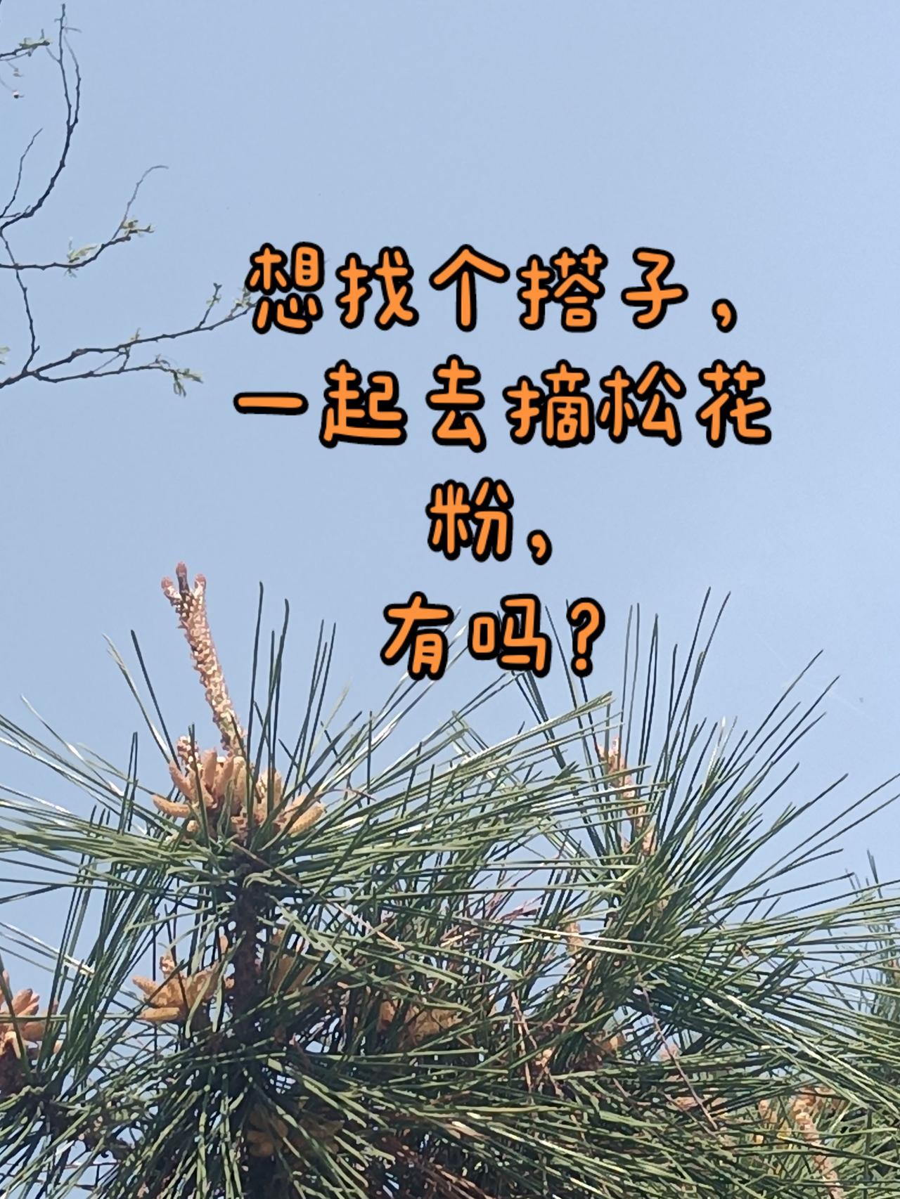 约起来春天好美的松树 大自然的生命力