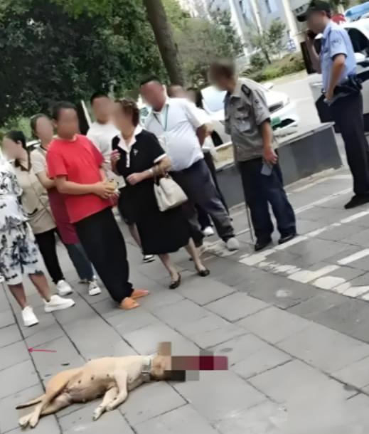 看得解气！大妈遛大型犬不牵绳，结果把路人咬了，当时男子一点没慌张，反手掐住狗，重